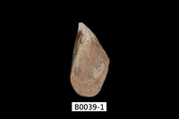 藏品(姬蛤)的圖片